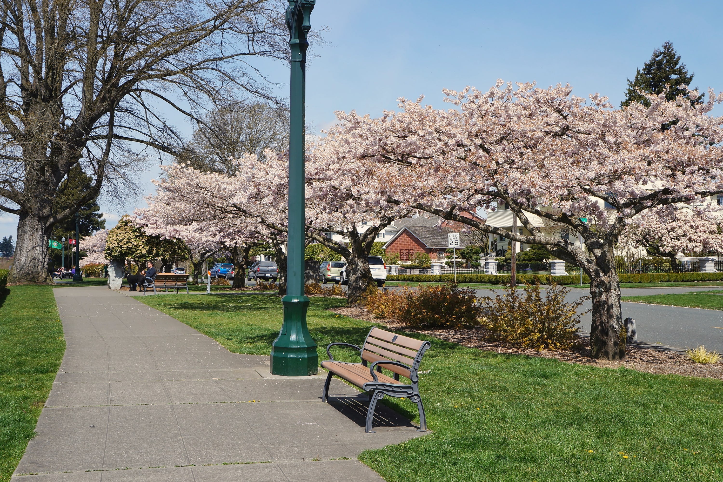Cherry trees in full blossom beside a path and a bench in Everett’s Grand Avenue Park