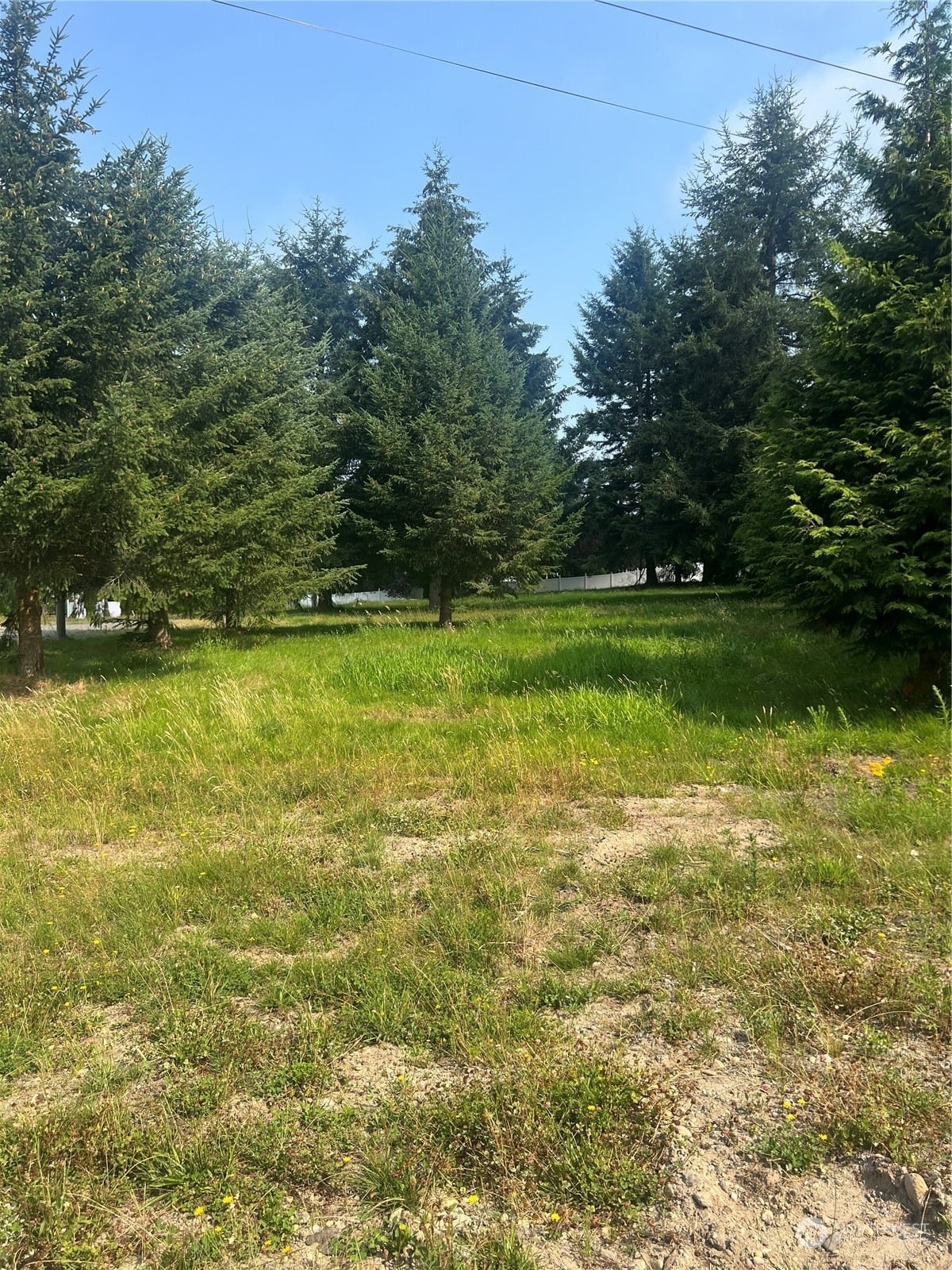 An open, grassy lot ringed by tall evergreens under a blue summer sky